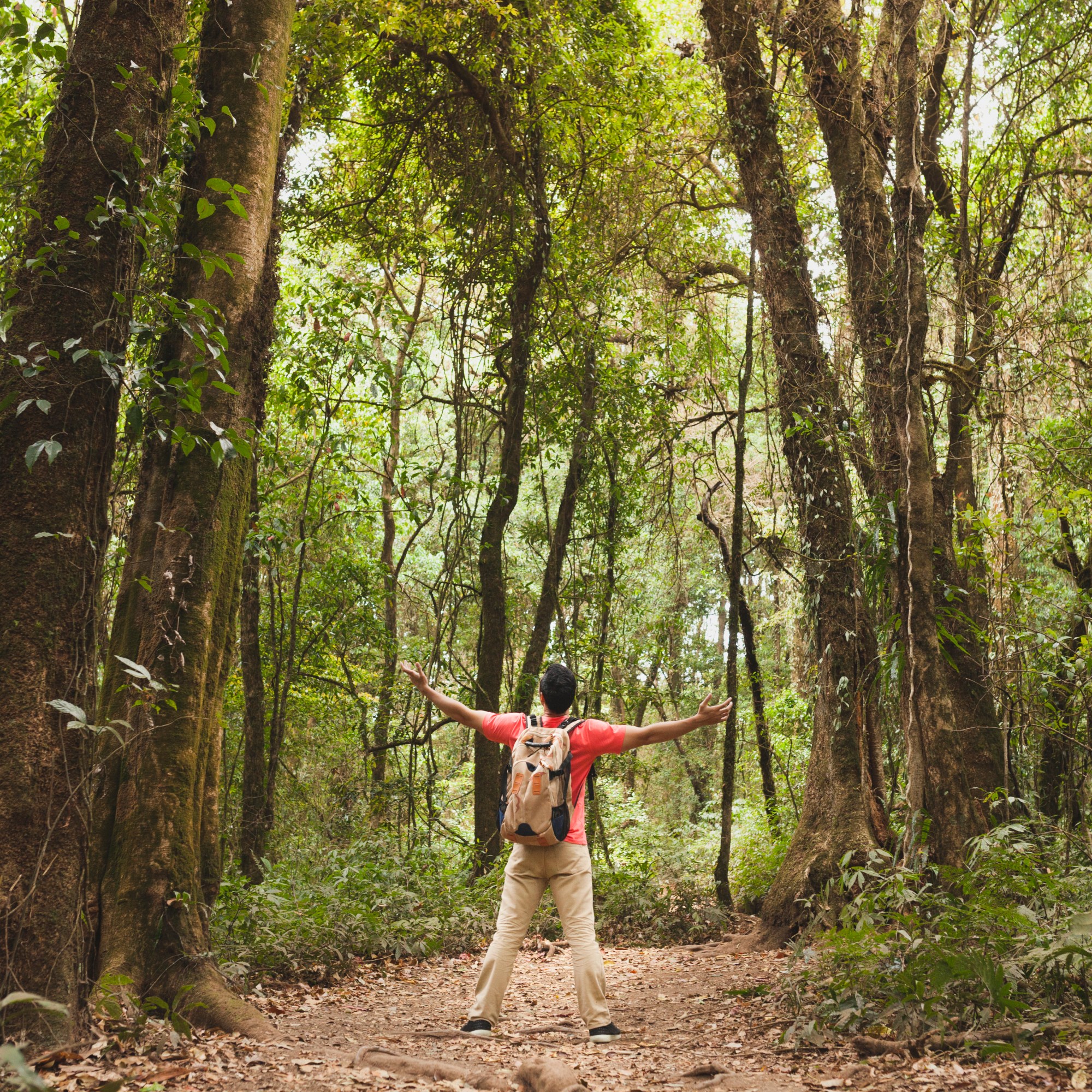 Homme bars ouvert en forêt